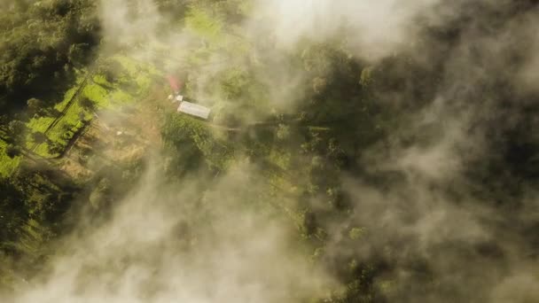 Mist Forming Farm Beautiful Rainforest — Wideo stockowe