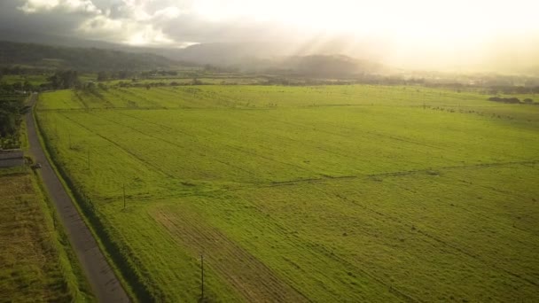 Cinematic Aerial View Vast Crop Field Tropical Island — Vídeo de stock