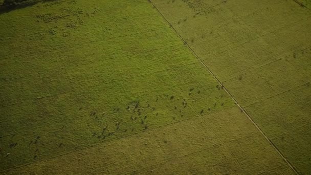 Cinematic Aerial View Field Full Cows — Video Stock