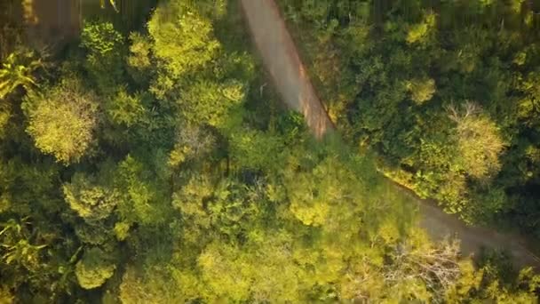 Грязьова Дорога Густих Тропічних Джунглях — стокове відео