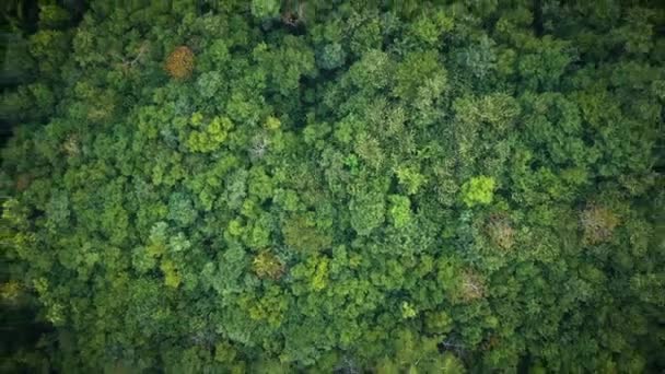 Overhead Aerial View Dense Tropical Rainforest — Stockvideo