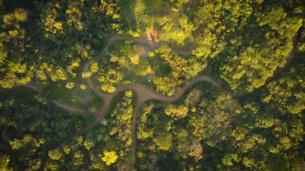 Car Driving Winding Dirt Roads Thick Rainforest — Wideo stockowe