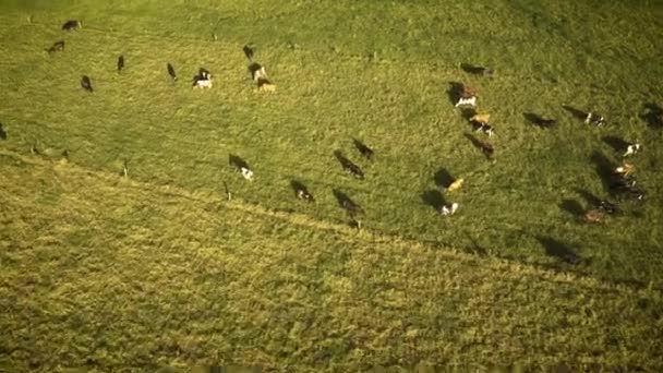 Large Herd Cows Eating Field — Stockvideo
