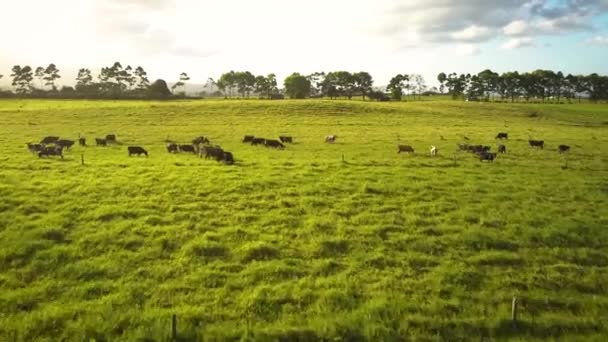 Cinematic Aerial View Herd Cows Tropical Field — Stock Video