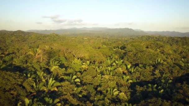Beautiful Aerial View Rich Tropical Jungle — Vídeo de stock