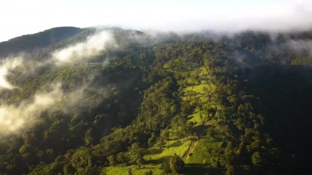 Прекрасные Облака Дрейфуют Над Тропическим Лесом — стоковое видео