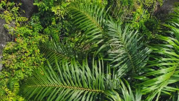 Aerial Lush Green Plants Trees Big Stones Jungle — ストック動画