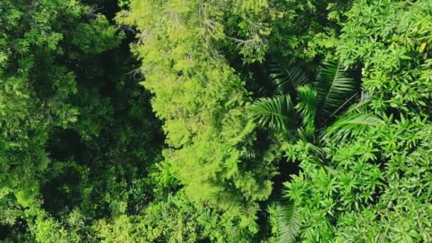 Aerial View Lush Green Trees Plants Leaves Jungle — ストック動画