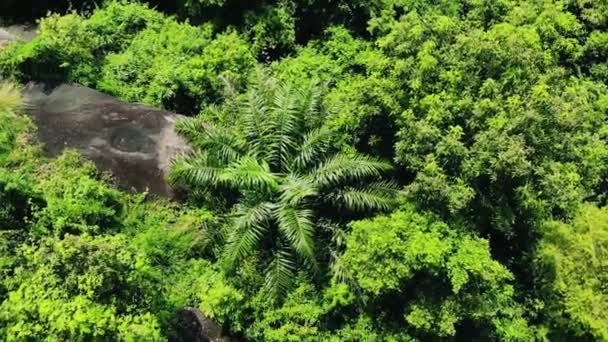 Aerial Spin Lush Green Jungle Plants Trees Leaves Big Stones — Stockvideo