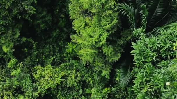 Lush Green Jungle Plants Trees Leaves Big Stones — ストック動画