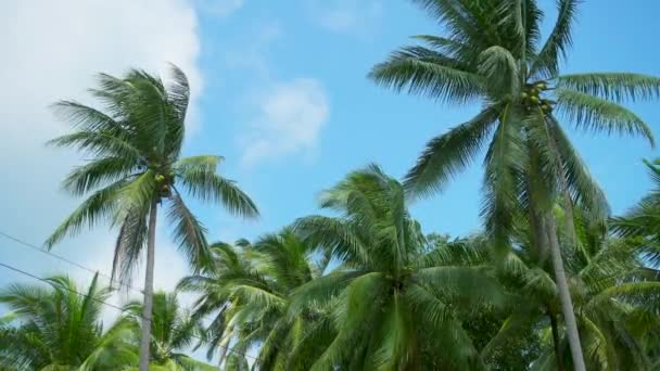 View Palm Trees Moving Wind Blue Sky Tropical Island — Vídeos de Stock