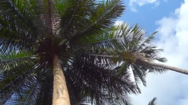 Specific Angle View Palm Trees Field Tropical Island — Vídeo de Stock