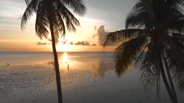 Aerial Flight Palm Trees Sea Colorful Sunset People Water — Stock video