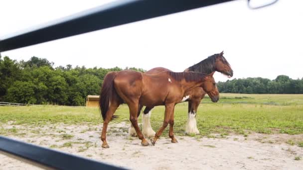 Two Beautiful Brown Horses Prancing Farm Slow Motion — Wideo stockowe