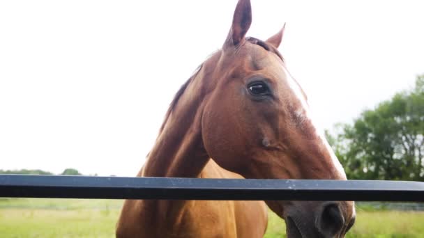 Close Beautiful Brown Horse Green Pasture Slow Motion — 图库视频影像