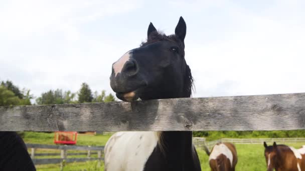 Beautiful Black White Horse Pasture Slow Motion — 비디오