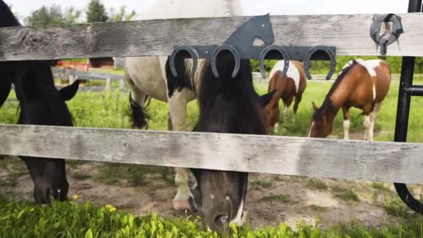 Группа Красивых Лошадей Жует Траву Конюшне — стоковое видео