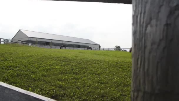 Large Green Horse Pasture Farm — Wideo stockowe