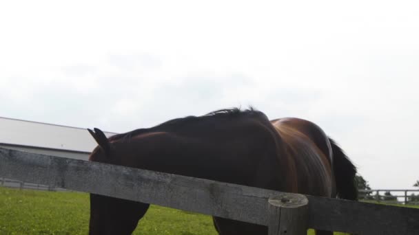 Beautiful Brown Horse Surrounded Flies Green Pasture Slow Motion — Vídeo de Stock