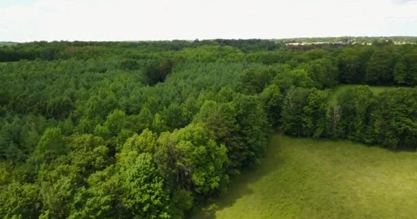 Drone Flying Dense Lush Forest — Vídeo de Stock