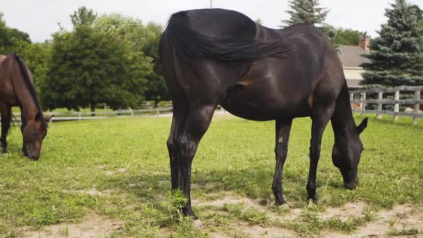 Group Beautiful Brown Horses Eating Farm — Stock Video