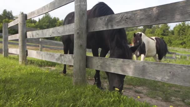 Beautiful Black Horse Feeding Grassy Pasture Slow Motion — Vídeo de Stock
