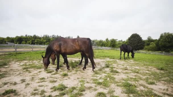 Horses Feeding Grassy Pasture Countryside Farm — Vídeos de Stock