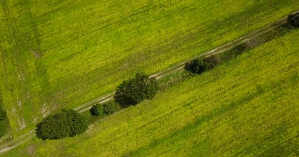 Drone Flying Clear Cut Grassland — Wideo stockowe