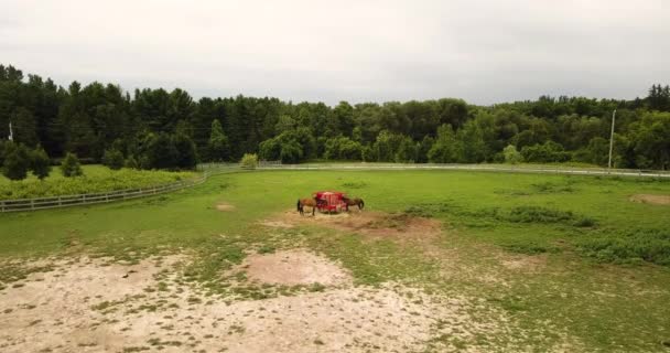 Вид Повітря Коней Які Їдять Зеленому Пасовищі Ферми — стокове відео