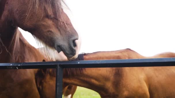 Two Beautiful Brown Horses Caressing Each Other Green Pasture Slow — Stockvideo