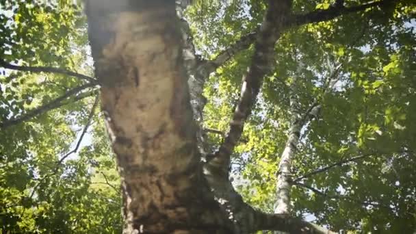 Όμορφη Σημύδα Φλοιό Δέντρο Ένα Πάρκο Μια Ηλιόλουστη Μέρα — Αρχείο Βίντεο