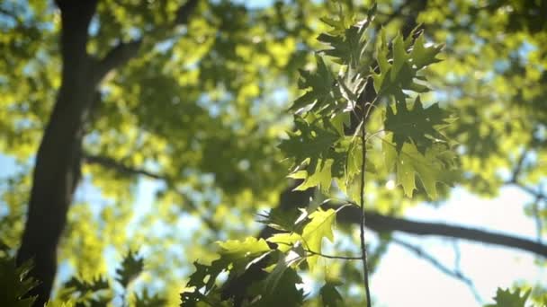 Green Maple Leaves Large Tree Backlit Sun — Stock video