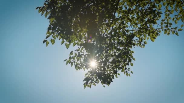 Sun Shining Large Green Tree Beautiful Day — Stock video