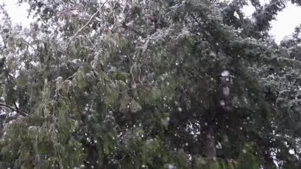 Сніжинки Падають Повільному Русі Біля Дерев Сніг Підстрелив Паннінг — стокове відео