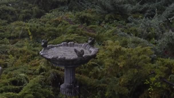 Bird Bath Landscape Hail Storm — ストック動画