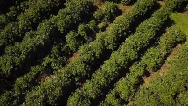 Drone Flying Rows Large Vineyard — Vídeo de Stock