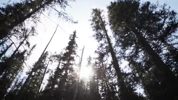 Sun Shining Vast Forest Wilderness — Video Stock