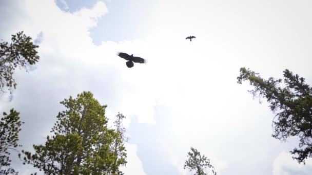 Hawks Flying Overhead Forest — Stock videók
