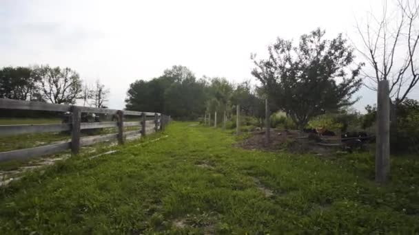 Grassy Path Countryside Farm — Video