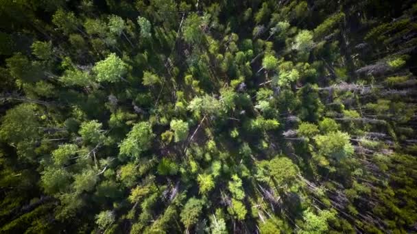 Drone Circling Top Dense Green Forest — Stockvideo