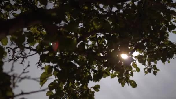 Bright Sun Shining Beautiful Tree Summer — Stok video