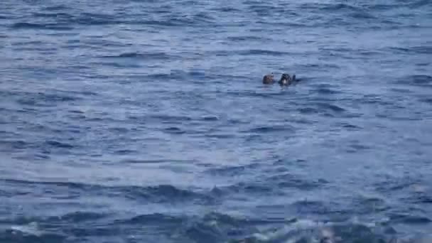 Два Видра Плавають Пірнають Їдять Тихоокеанський Гроув Каліфорнія Затока Монтерей — стокове відео
