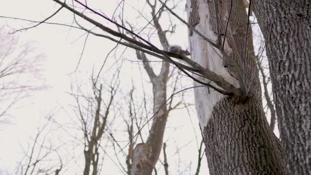 Squirrel Jumping Branch Tree Slow Motion — Video