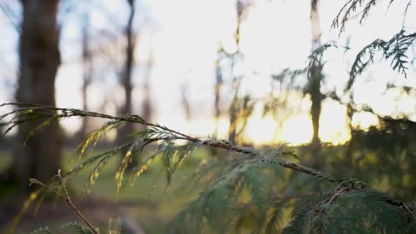 Sun Peeking Tree Branches Slow Motion Pan — Vídeo de stock