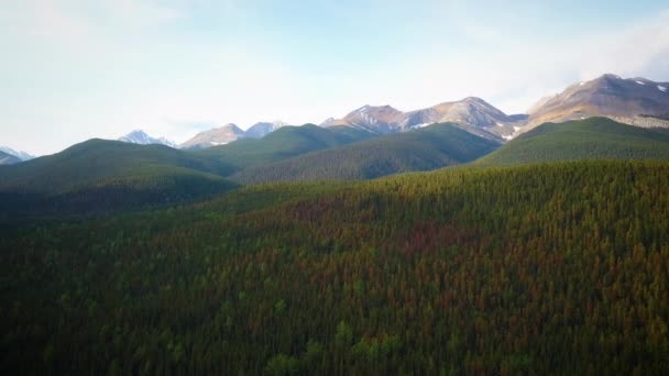 Sprawling Forests Rocky Mountain Wilderness — Stockvideo