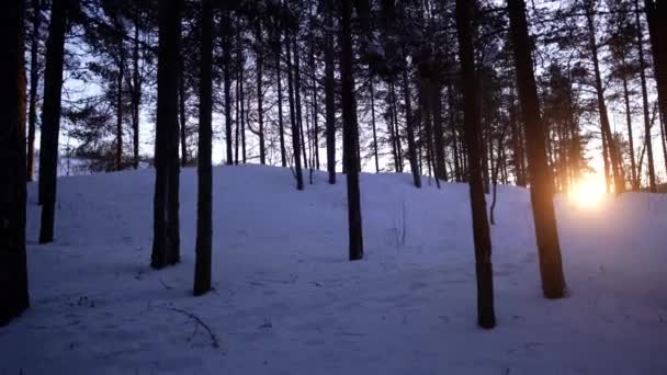 Panning Shot Sunrise Sunset Seen Snowy Spruce Forest — Stockvideo