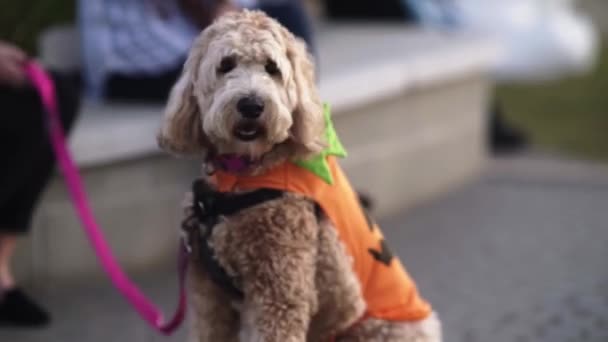 Dog Pumpkin Halloween Costume — Wideo stockowe