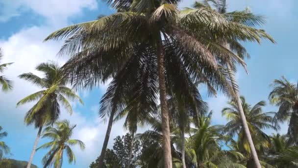 Palm Trees Field Blue Sky White Clouds Background — Vídeo de stock