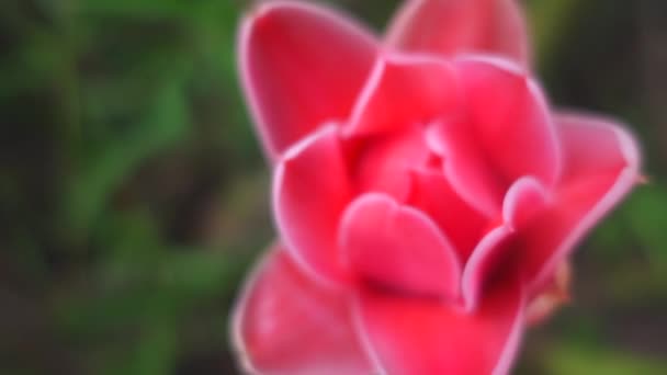 Zoom Close Pink Flower Garden — Video Stock