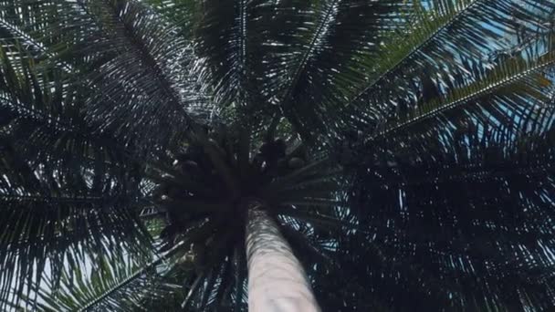 Нижний Вид Пальмовых Листьев Голубым Небом Фоне — стоковое видео